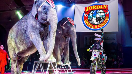 🎪 4K Circus Show 2025 | Jordan World Circus. Utah, Full Circus Show. 🐘 - Kingdom Kids Zone, Little Learners - Happy Hubbard’s - Educational Videos for Kids