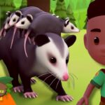 Opossum Family Rescue Mission! ⛑️🐀 | 30 Min | Leo the Wildlife Ranger | Kids Cartoon - Kids TV Series, Kingdom Kids Zone - Leo the Wildlife Ranger - Official Channel