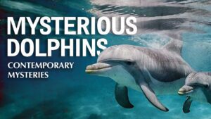Contemporary Mysteries: Mysterious Dolphins - Movies & TV - Faith Stories and Secrets