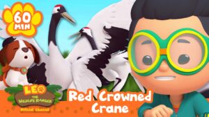 Baby bird dancing with their Mama! | Red Crowned Crane | Leo the Wildlife Ranger | Full Episode - Kids TV Series, Kingdom Kids Zone - Leo the Wildlife Ranger - Official Channel