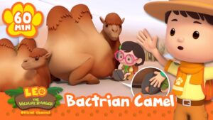 Leo Saves a Camel from a Splinter! | Full Episodes | Leo the Wildlife Ranger | Cartoons for Kids - Kids TV Series, Kingdom Kids Zone - Leo the Wildlife Ranger - Official Channel
