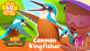 Junior Rangers find a Kingfisher in the Forest! | Leo the Wildlife Ranger | Animal Cartoons for Kids - Kids TV Series, Kingdom Kids Zone - Leo the Wildlife Ranger - Official Channel