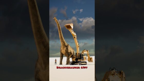 How big were dinosaurs compared to your favourite vehicles? - Kingdom Kids Zone, Little Learners, Shorts - Brain Candy TV