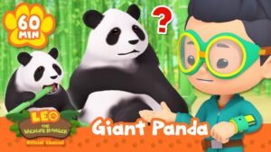 Leo Finds Giant Pandas in the Bamboo Forest! | Leo the Wildlife Ranger | Animal Cartoons for Kids - Kids TV Series, Kingdom Kids Zone - Leo the Wildlife Ranger - Official Channel