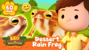 Desert Rain Frogs have a Calm Smiling Face! Leo the Wildlife Ranger | Kids Learning Animal Cartoons - Kids TV Series, Kingdom Kids Zone - Leo the Wildlife Ranger - Official Channel