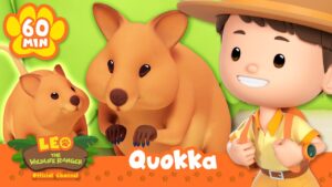 The Quokka is Always SMILING! 😁 | Leo the Wildlife Ranger | Educational Animal Cartoons - Kids TV Series, Kingdom Kids Zone - Leo the Wildlife Ranger - Official Channel