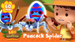 Cartoon boy in a safari outfit greets two blue peacock spiders in an orange, nature backdrop; video thumbnail for Leo the Wildlife Ranger: Peacock Spider (60 Min).