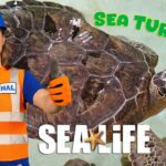 🐢Feeding Sea Turtles at Sea Life Aquarium with Handyman Hal & Awesome Alex - Kingdom Kids Zone, Sing With Me - Handyman Hal - Music for Kids