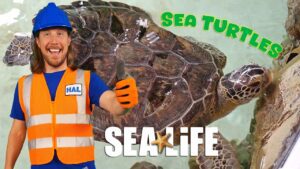 🐢Feeding Sea Turtles at Sea Life Aquarium with Handyman Hal & Awesome Alex - Kingdom Kids Zone, Sing With Me - Handyman Hal - Music for Kids
