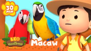 LEO FINDS COLOURFUL PARROTS IN THE FOREST! | Leo the Wildlife Ranger | Educational Animal Cartoons - Kids TV Series, Kingdom Kids Zone - Leo the Wildlife Ranger - Official Channel