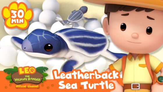 LEO GUIDES THE BABY SEA TURTLES INTO THE OCEAN! | Leo the Wildlife Ranger | Learning Animal Cartoons - Kids TV Series, Kingdom Kids Zone - Leo the Wildlife Ranger - Official Channel