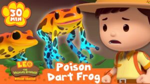 STAY CLEAR FROM COLOURFUL POISONOUS FROGS ! | Leo the Wildlife Ranger | Learning Animal Cartoons - Kids TV Series, Kingdom Kids Zone - Leo the Wildlife Ranger - Official Channel