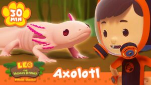 Axolotls have the Cutest Smiles! | Leo the Wildlife Ranger | Learning Animal Cartoons - Kids TV Series, Kingdom Kids Zone - Leo the Wildlife Ranger - Official Channel