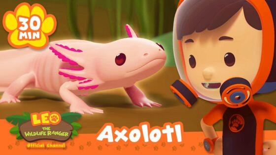 Axolotls have the Cutest Smiles! | Leo the Wildlife Ranger | Learning Animal Cartoons - Kids TV Series, Kingdom Kids Zone - Leo the Wildlife Ranger - Official Channel
