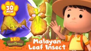 Junior Rangers Take Great Care of the Leaf Insect! | Leo the Wildlife Ranger | Animal Cartoons - Kids TV Series, Kingdom Kids Zone - Leo the Wildlife Ranger - Official Channel