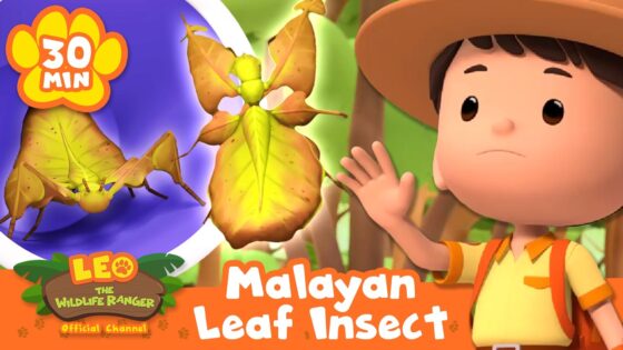 Junior Rangers Take Great Care of the Leaf Insect! | Leo the Wildlife Ranger | Animal Cartoons - Kids TV Series, Kingdom Kids Zone - Leo the Wildlife Ranger - Official Channel