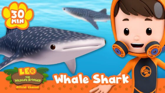 LEARN ABOUT OCEAN'S ULTIMATE PREDATORS, SHARKS! Leo the Wildlife Ranger | Educational Animal Cartoon - Kids TV Series, Kingdom Kids Zone - Leo the Wildlife Ranger - Official Channel
