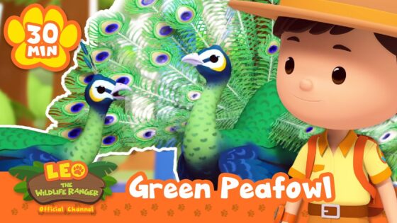 Check out the Green Peafowl's beautiful feathers! Leo the Wildlife Ranger | Learning Animal Cartoons - Kids TV Series, Kingdom Kids Zone - Leo the Wildlife Ranger - Official Channel