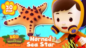 What's the Horned Sea Star up to? | Leo the Wildlife Ranger | Learning Animal Cartoons - Kids TV Series, Kingdom Kids Zone - Leo the Wildlife Ranger - Official Channel
