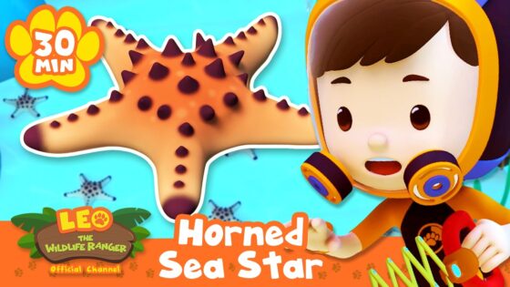 What's the Horned Sea Star up to? | Leo the Wildlife Ranger | Learning Animal Cartoons - Kids TV Series, Kingdom Kids Zone - Leo the Wildlife Ranger - Official Channel