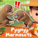 MONKEY BATTLE ON THE TREE! | Leo the Wildlife Ranger | Learning Animal Cartoons - Kids TV Series, Kingdom Kids Zone - Leo the Wildlife Ranger - Official Channel