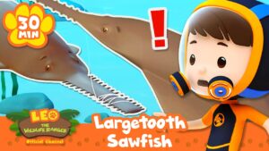 What's that on the Largetooth Sawfish's snout? | Leo the Wildlife Ranger | Learning Animal Cartoons - Kids TV Series, Kingdom Kids Zone - Leo the Wildlife Ranger - Official Channel